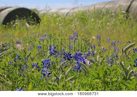 Blue Bonnet is at full bloom in Brenham, TX