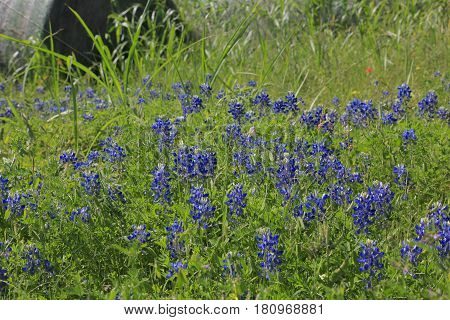 Blue Bonnet is at full bloom in Brenham, TX