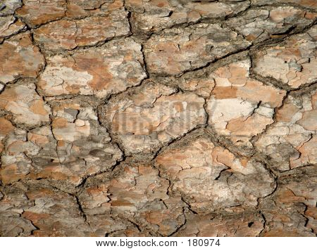 Tree Bark revnede jorden
