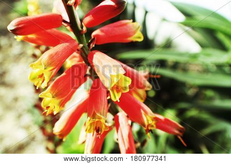 Aloe Vera Plant Flowers Close Up High Quality