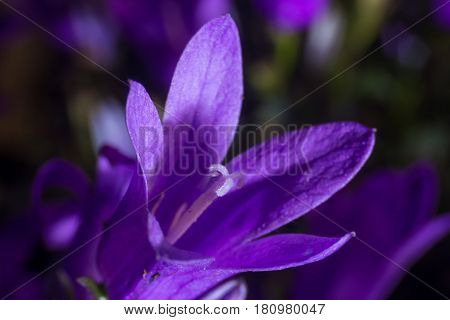 Campanula Addenda Or Bellflowers Isolated On A Macro Photography