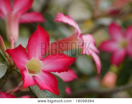 Desert Rose, lirio de Impala