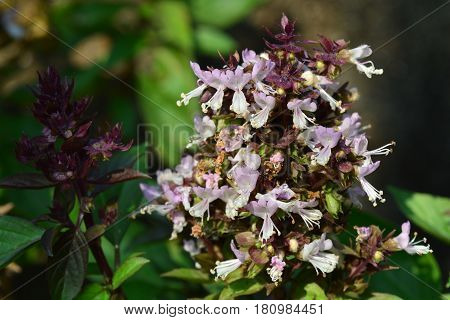 Sweet Basil Thai Basil Ocimum basilicum Linn (flower)