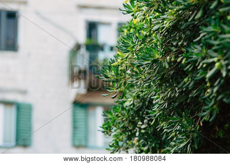 Shrubs and trees Pittosporum in Montenegro. Landscaping design of the hotel.
