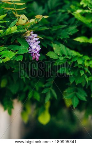 Flowering tree wisteria in Montenegro, the Adriatic and the Balkans.