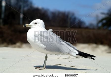 Seagull