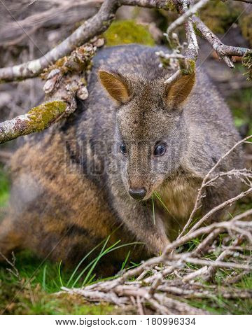 Tasmanian Pademelon under a tree (Thylogale billardierii)