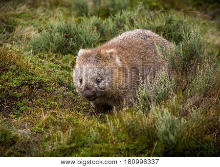 A bare nosed wombat walking through the grass (Vombatus ursinus)