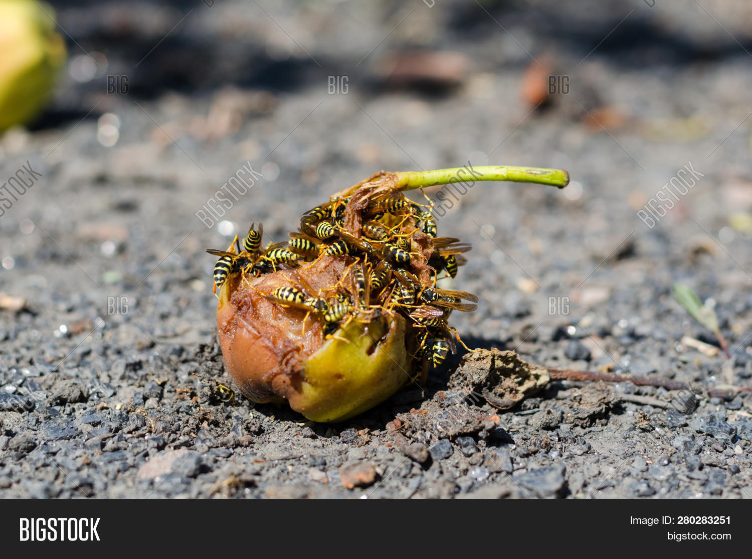 Flock Wasps Eat Pear Image & Photo (Free Trial) Bigstock