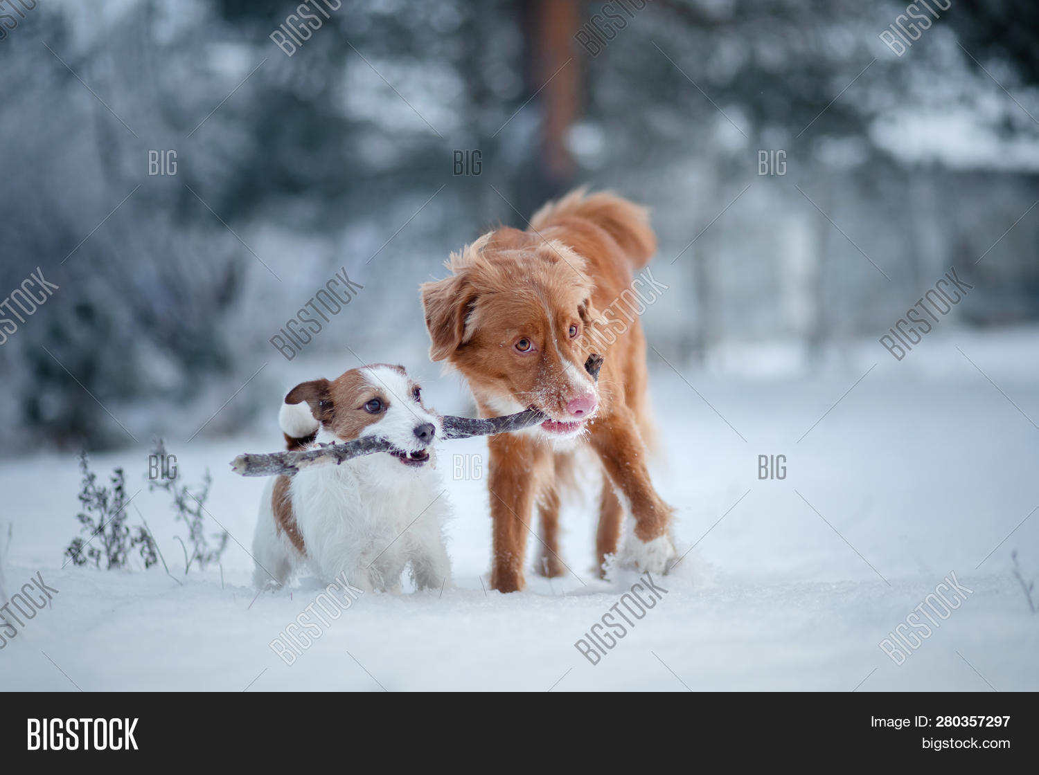 Two Dogs Playing Stick Image & Photo (Free Trial) Bigstock