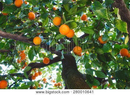 Close-up Of Orange Tree In Seville Bearing Ripe Fruit Shot From A Low Angle Looking Up