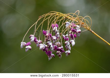 Purple pink flower of Swamp Lily Arrowroot, also called bent alligator flag, fire-flag with green blurred background (Thalia geniculata)