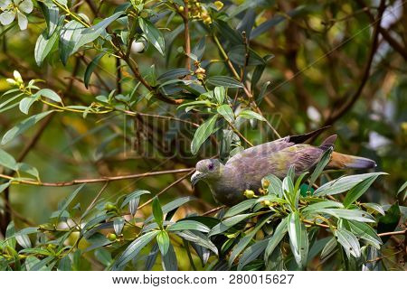Pink-necked Green Pigeon feeding on fruit tree in Singapore (Treron vernans)