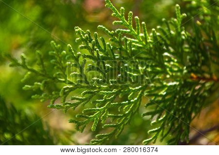Incense Cedar Tree Calocedrus Decurrens Branch Close Up.
