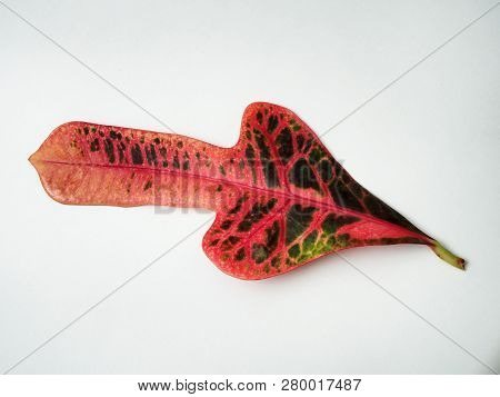 Multicolored Sheet Of Croton. Exotic Domestic Plant.