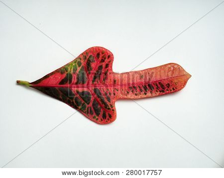 Multicolored Sheet Of Croton. Exotic Domestic Plant.