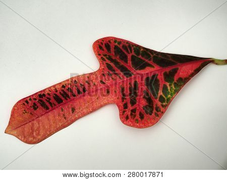 Multicolored Sheet Of Croton. Exotic Domestic Plant.
