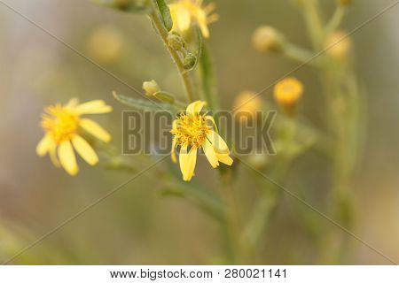 Creeping Groundsel (senecio Angulatus)