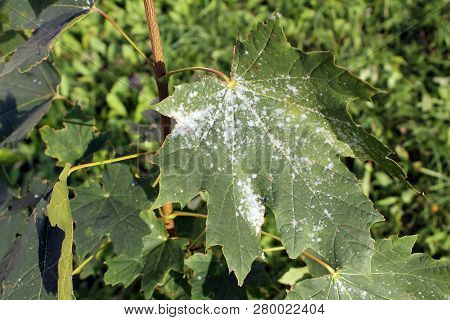 Powdery Mildew On Norway Maple. Maple Tree Fungal Disease