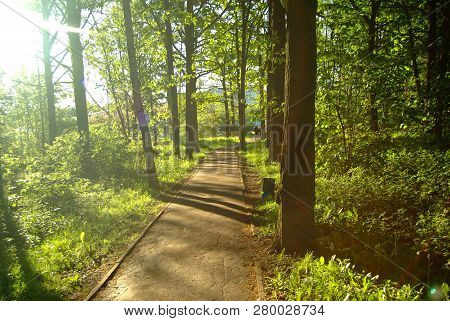 Asphalt Track In The Park In Spring, Moscow