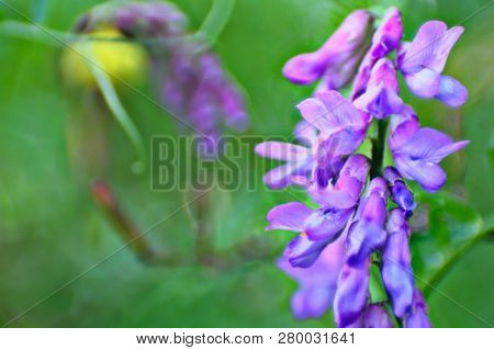 Macro Of Fragile Purple  Woolly Flower Petals. Fodder Vetch (vicia Villos) Blossom In Spring Garden.