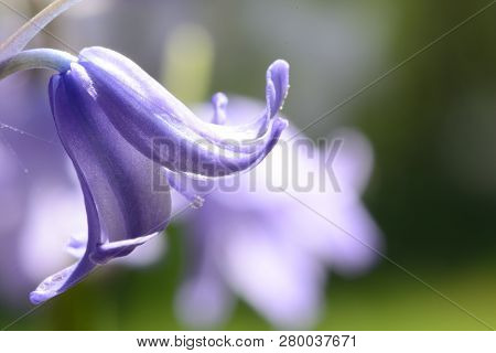 Close Up Of Bluebell Flowers In Bloom