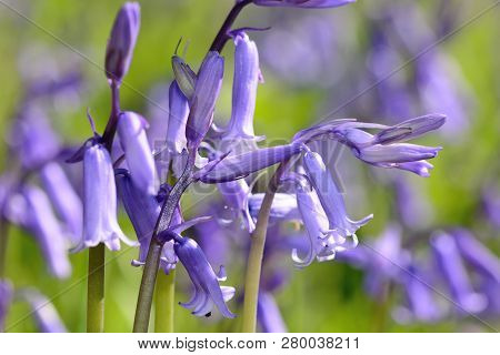 Close Up Of Bluebell Flowers In Bloom