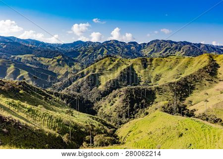 Bosque De Palma De Cera La Samaria  near San Felix near Salamina Caldas in Colombia South America