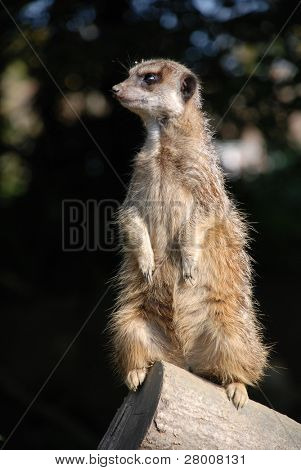 En Meercat stående upprätt på en stock, hålla utkik för resten av gruppen.