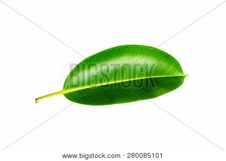 Tropical Green Leaf Isolated On White Backgroun. Decora Tree, Indian Rubber Tree, Rubber Plant, Ficu