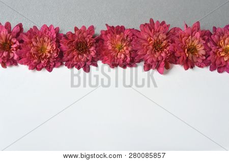 Fall Floral Background With Deep Red Chrysanthemums On White.  Greeting Card Mockup And Border. Work