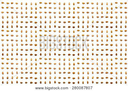 A Collection Of Apricot Stone Lie In Horizontal Rows On An Isolated White Background. With Clipping 