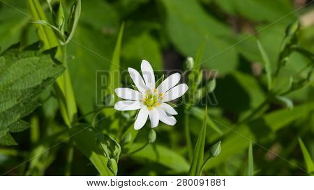 Flower Greater Stitchwort Or Stellaria Holostea With Bokeh Background, Macro, Selective Focus, Shall