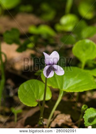 Heath Dog-violet, Viola Canina, Flower With Defocused Background, Macro, Selective Focus, Shallow Do