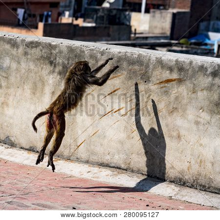 Urban Monkey Jumps Onto A Wall In Delhi, India