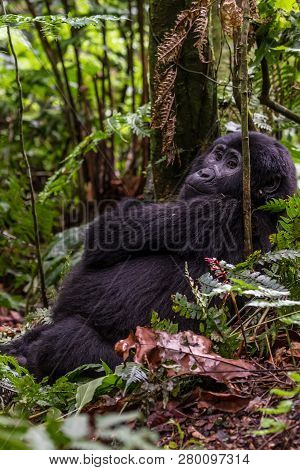 Mountain Gorillas In The Rainforest. Uganda. Bwindi Impenetrable Forest National Park. An Excellent 