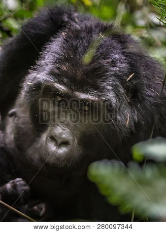 Mountain Gorillas In The Rainforest. Uganda. Bwindi Impenetrable Forest National Park. An Excellent 