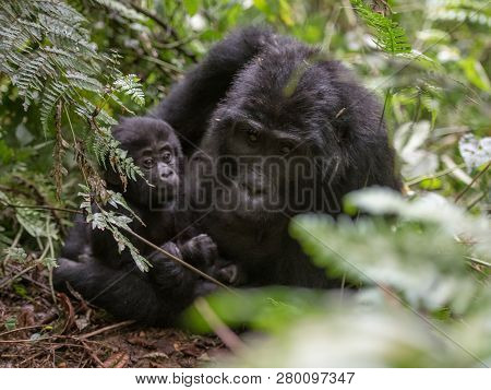 Mountain Gorillas In The Rainforest. Uganda. Bwindi Impenetrable Forest National Park. An Excellent 