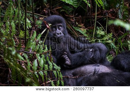 Mountain Gorillas In The Rainforest. Uganda. Bwindi Impenetrable Forest National Park. An Excellent 