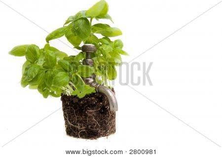 Green Power
