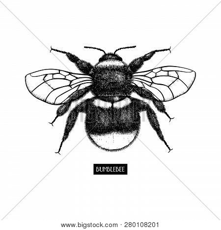 Bumblebee 1