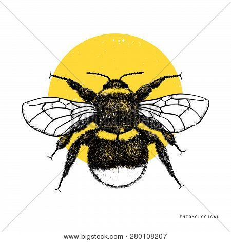 Bumblebee 2