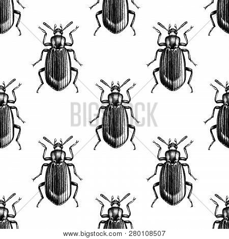 Darkling Beetle Pattern