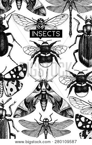 Vector Background With High Detailed Insects Illustration. Hand Drawn Butterflies, Beetles, Cicada, 