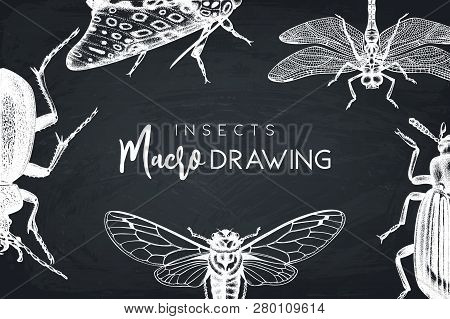 Insects Card 1