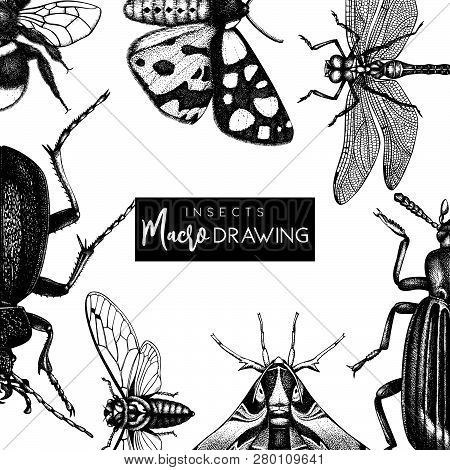 Vector Frame With High Detailed Butterflies, Beetles, Cicada, Bumblebee Illustrations. Hand Drawn In