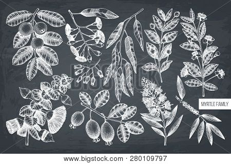 Mirtle Family Plants 2