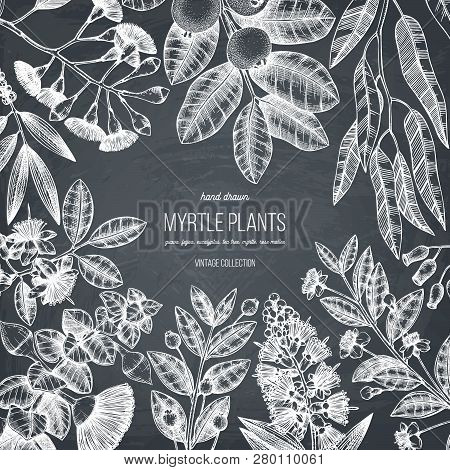 Mirtle Family Plants Card 2 2