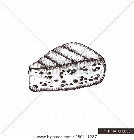 Vector Fontina Sketches. Hand Drawn Italian  Cows Milk  Cheese Illustration. Vintage Traditional Foo