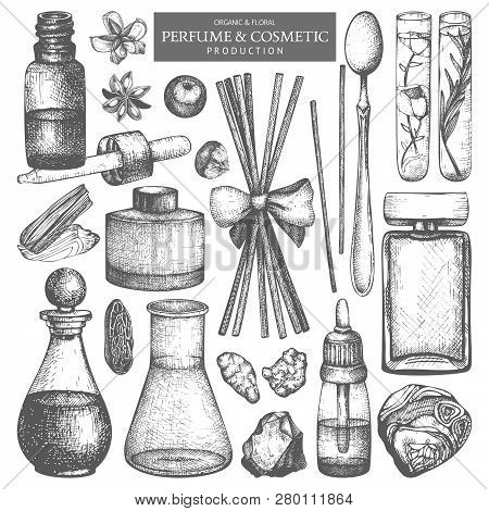 Vector Collection Of Hand Drawn Perfumes And Cosmetics Sketch. Vintage Set Of Aromatic Plants For Hi
